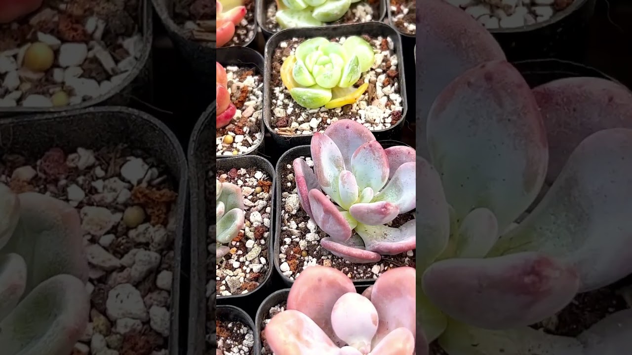 llegaron nuevas #suculentascoreanas espera nuevo v&iacute;deo www.veraniatorres.com #suculentas #plantas