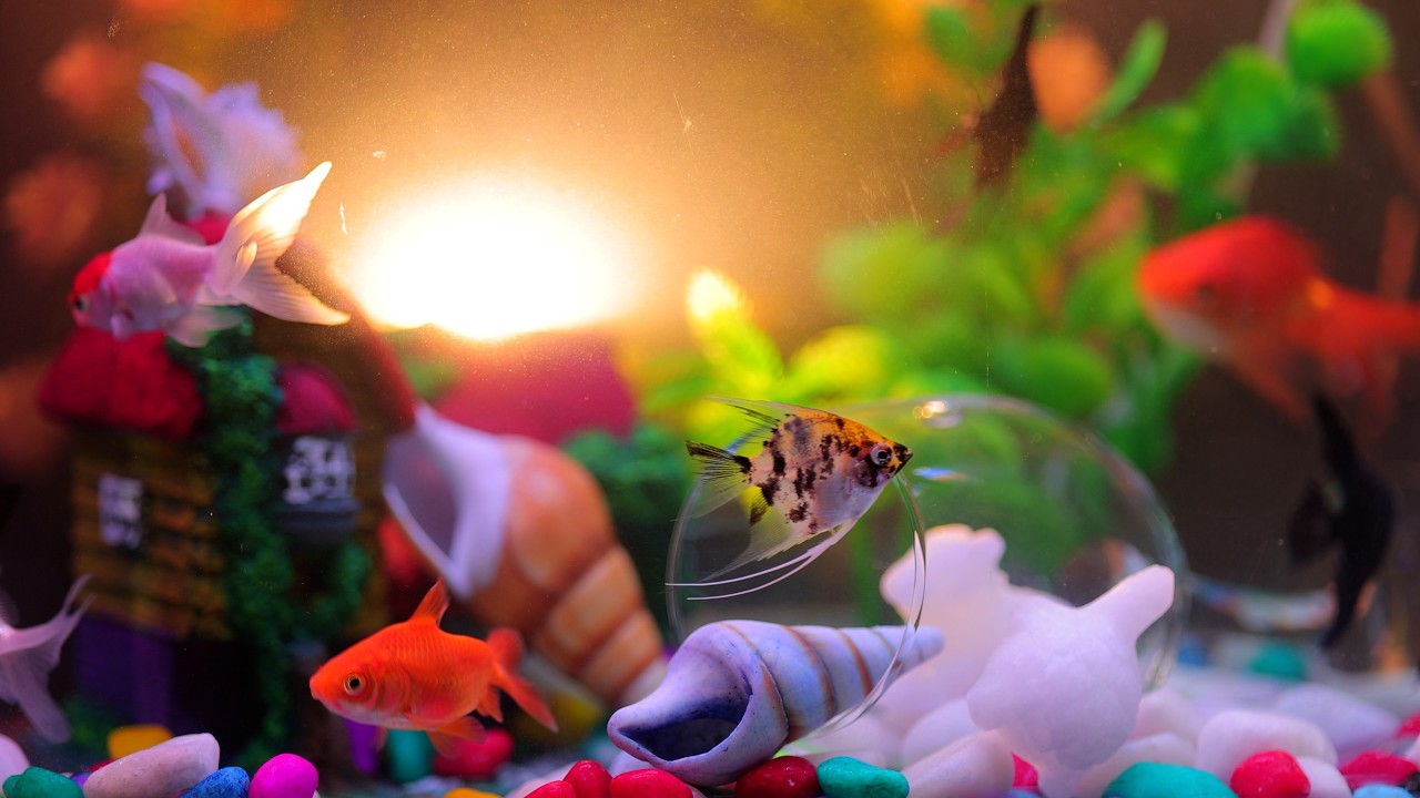 Live 🐠 Fish Relaxing 🐟 Aquarium 🐙 | Goldfish | Red Cap Oranda | Shivya Mind Peace & Relax 🌿💖