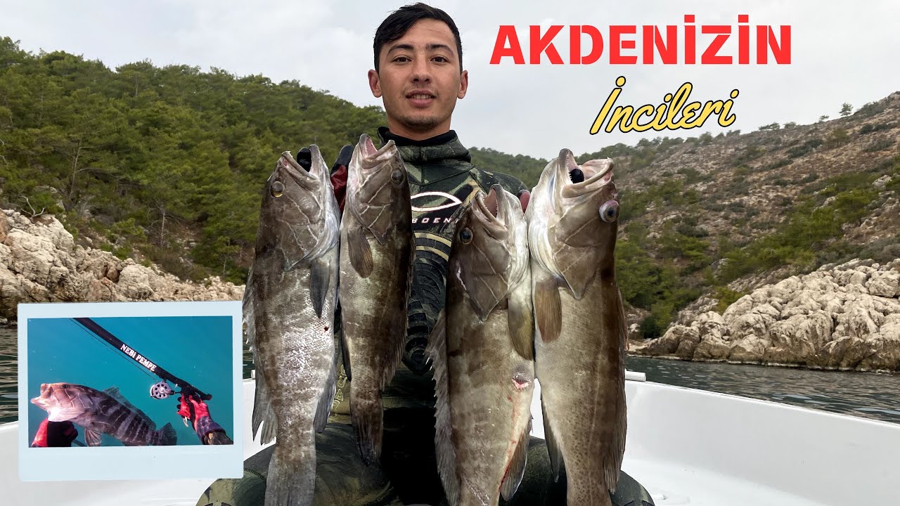Nefeslerinizi Tutarak İzleyeceğiniz Zıpkınla Balık Avı./ Zehirli Aslan Balığı ve Daha Fazlası.