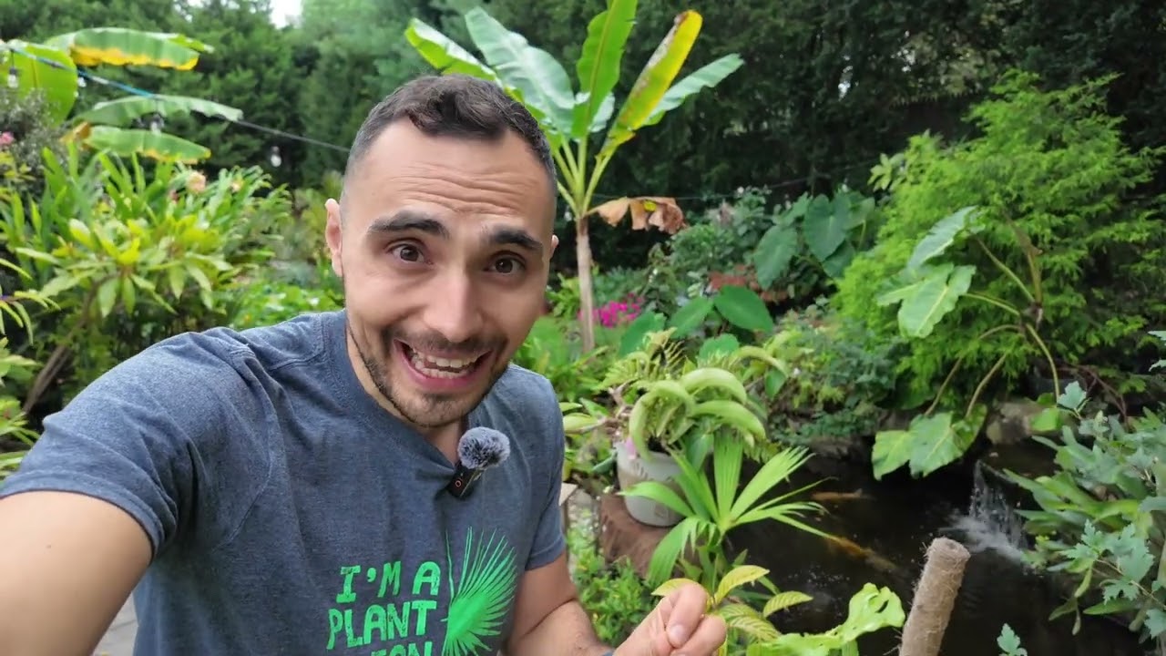 Growing palm trees in New York - or in ANY cold climate!