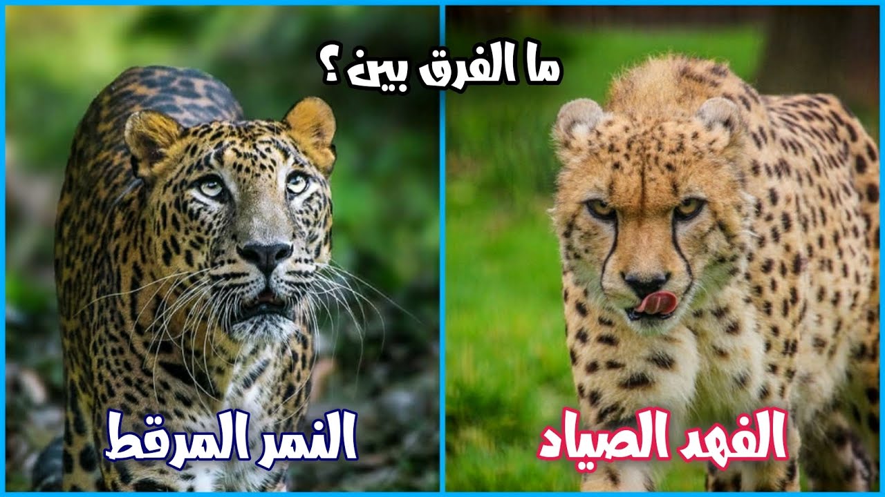 ما الفرق بين الفهد الصياد و النمر المرقط؟