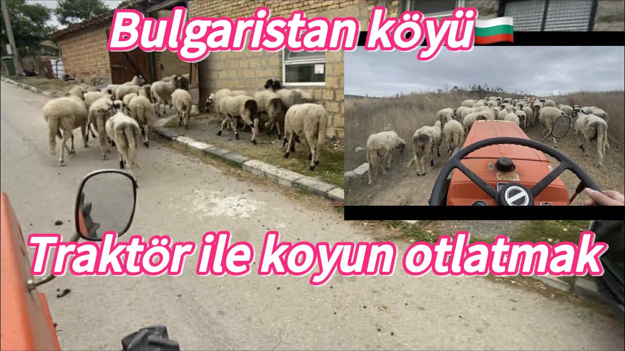 Bulgaristanda hayat~Trakt&ouml;r ile koyun otlatmak #koyun #sheep #овца #animals #k&ouml;y 