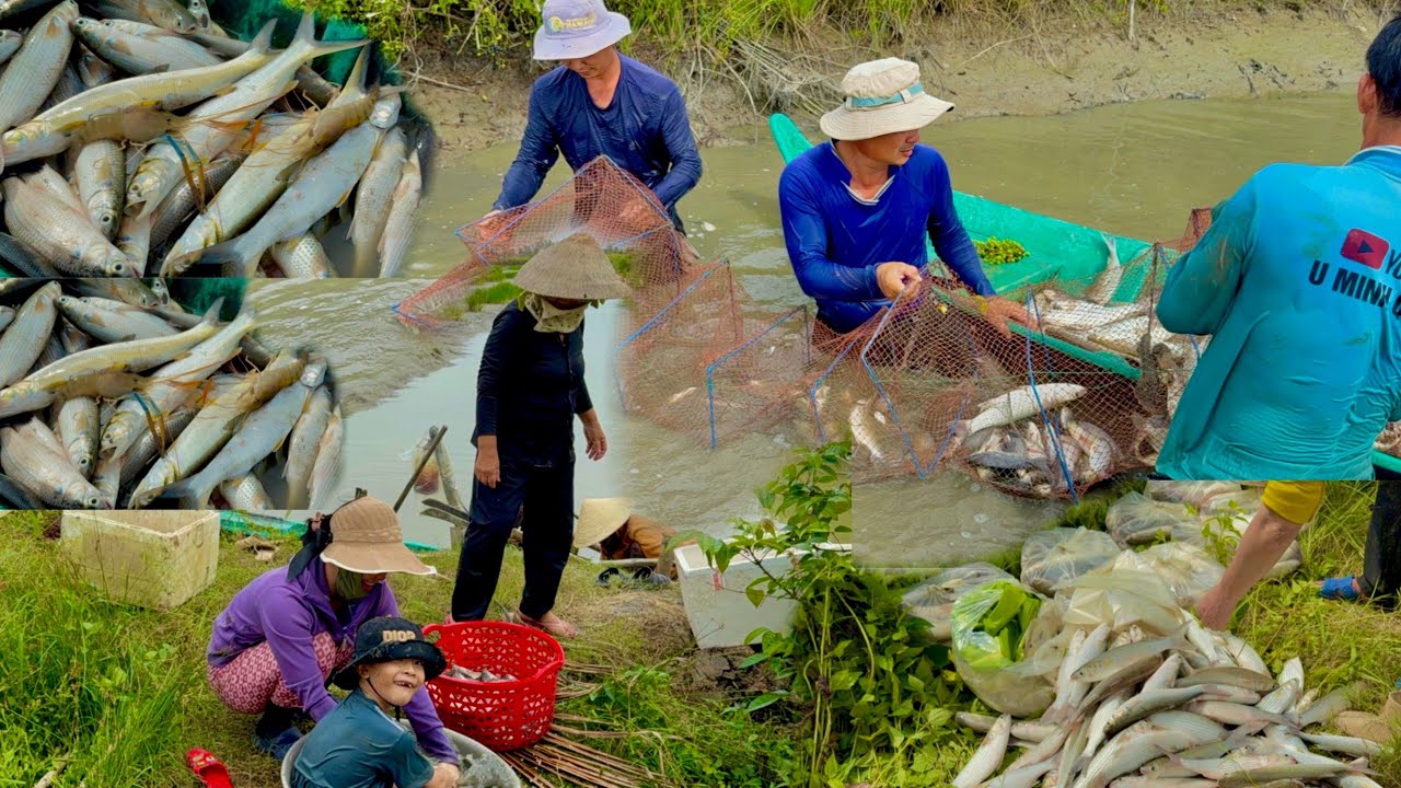 Vì Lí Do Này Mà Hằng Năm Phải Diệt Hết Hàng Trăm Kí Cá Này Theo Cách Của Người Làm Vuông•UMQT | #995