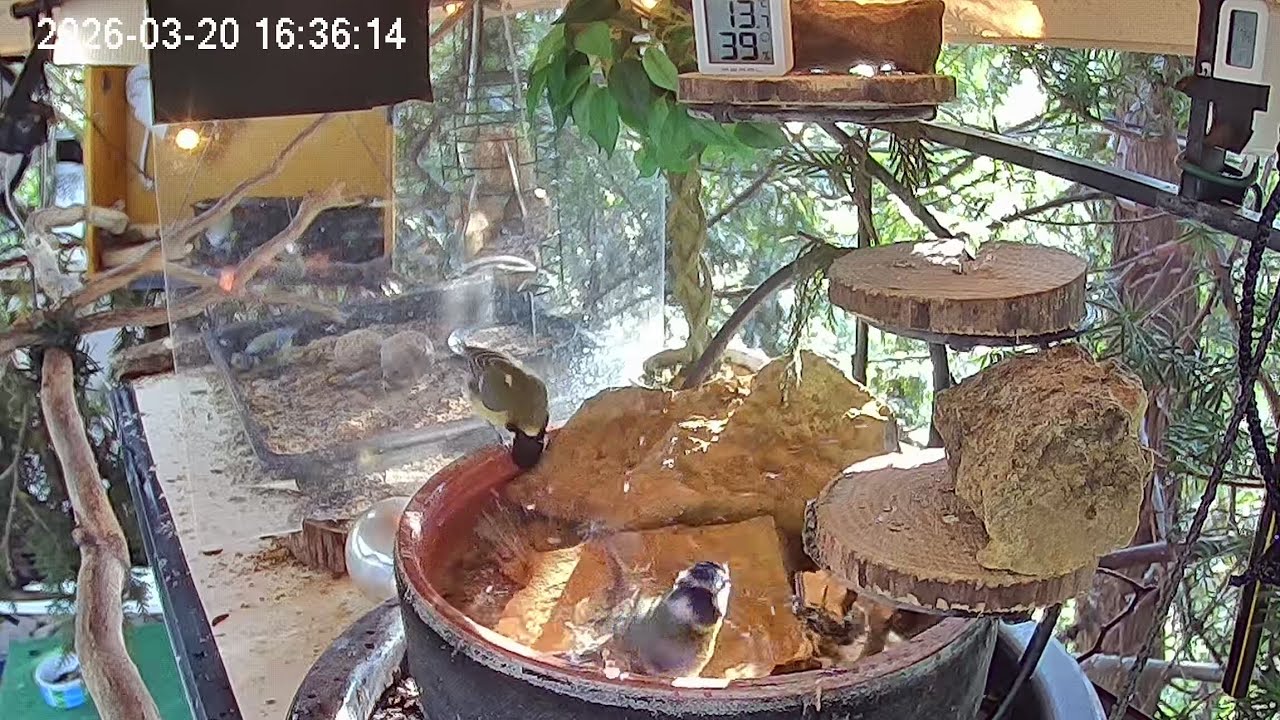 Nachmittags am Vogel-Spa (20.03.2026)