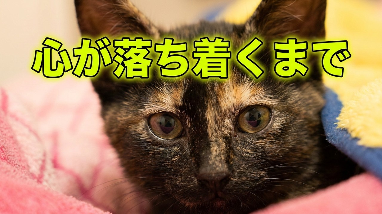 【保護猫】心が落ち着くのを待つ時間｜隔離2週間（サビ猫）