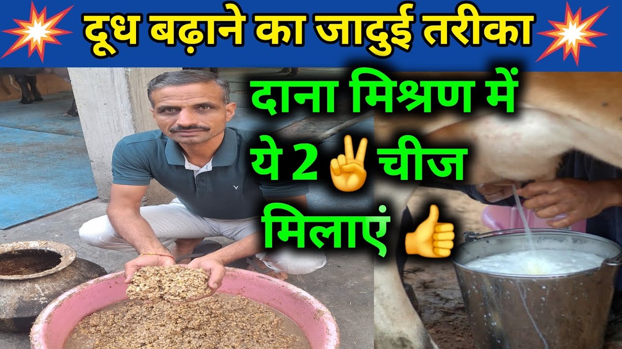 गाय-भैंस का दूध बढ़ाने का जादुई तरीका ।How to increase buffalo milk🥛#Cattle#farming#cow#animals🐃🐄✅️