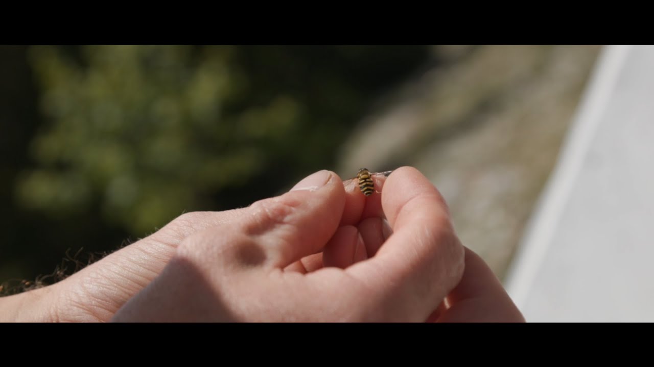 Étude des syrphes - Réserve naturelle des Hauts de Chartreuse