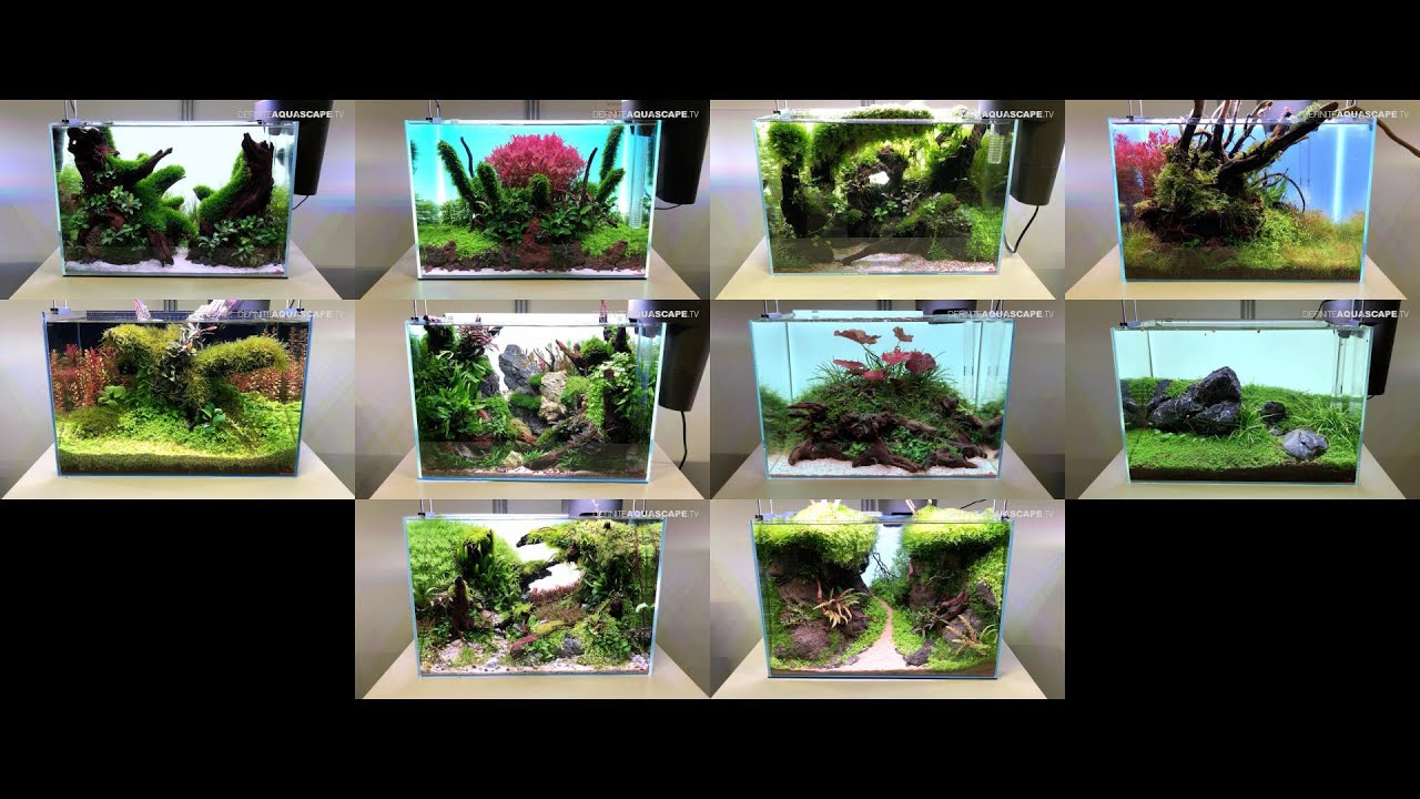 Vivarium 2025 - Aquaflora Nano Aquascaping Contest (ANAC) part 2