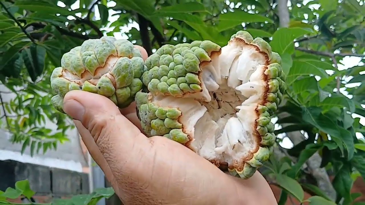 Fruta do conde / ou fruta pinha 