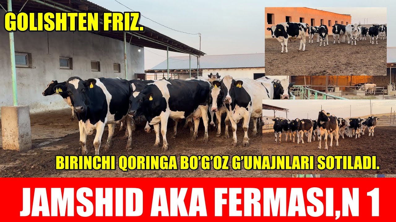 GOLISHTEN FRIZ,G’UNAJINLARI,SOTILADI.BIRINCHI QORINGA BO’G’OZ.