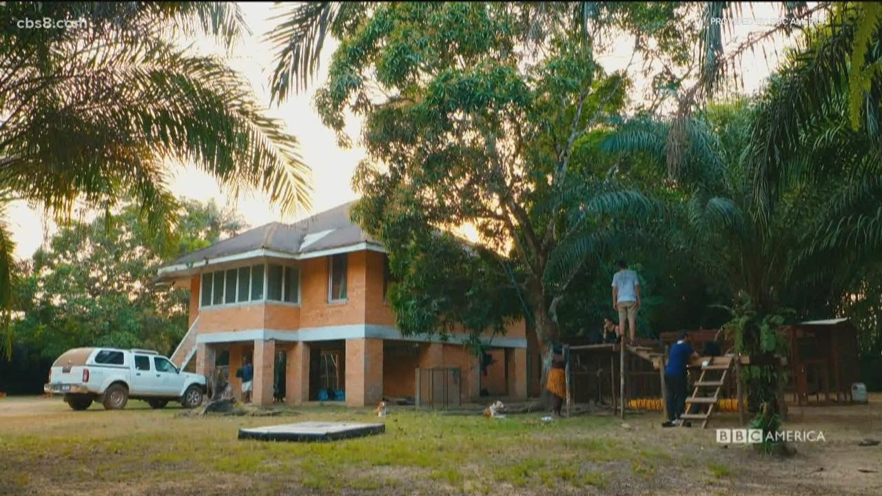 Baby Chimp Rescue premieres in the US on December 5