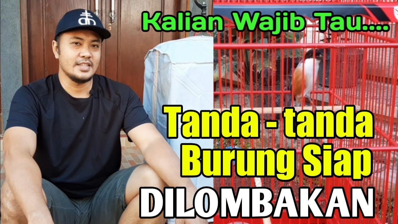 TANDA - TANDA CENDET SIAP DIGANTANG KEARENA LOMBA