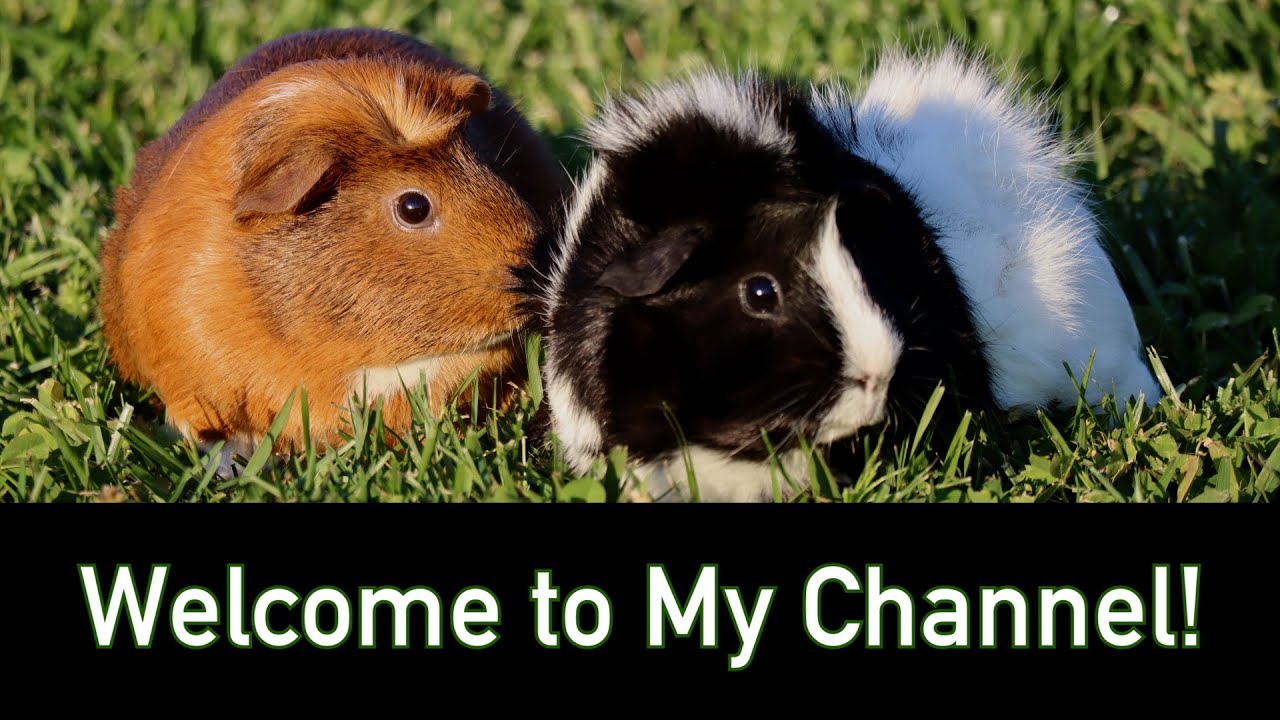 Welcome to Rebecca's Pet Care Channel! 🐾