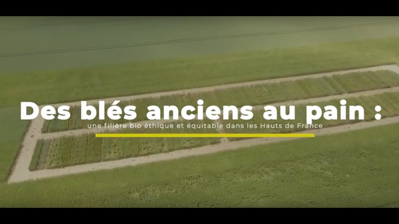 Des blés anciens au pain  une filière bio éthique et équitable dans les Hauts-de-France