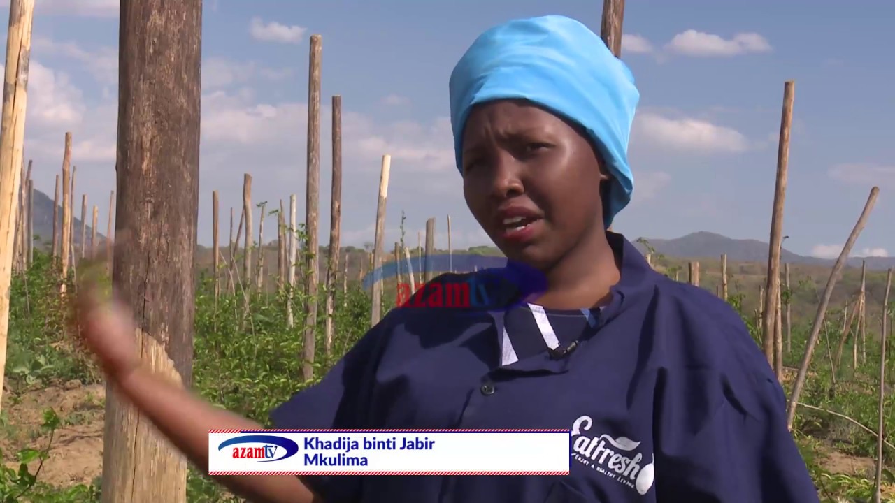 Azam TV - MAKALA YA SHAMBANI: Binti anavyotumia kilimo kutoa ajira
