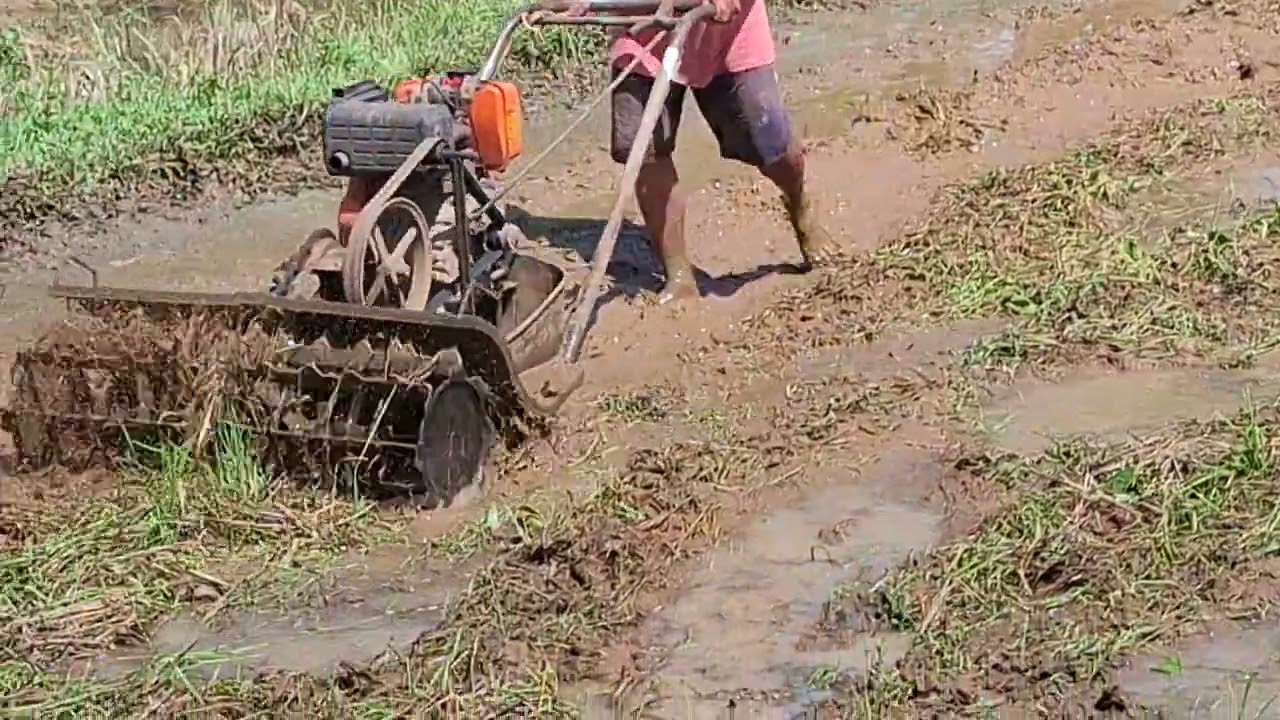 EP:156 MAGTORTOL NAPUD TA[ RICE FIELD]#farming #buhayprobinsya #farmerslife