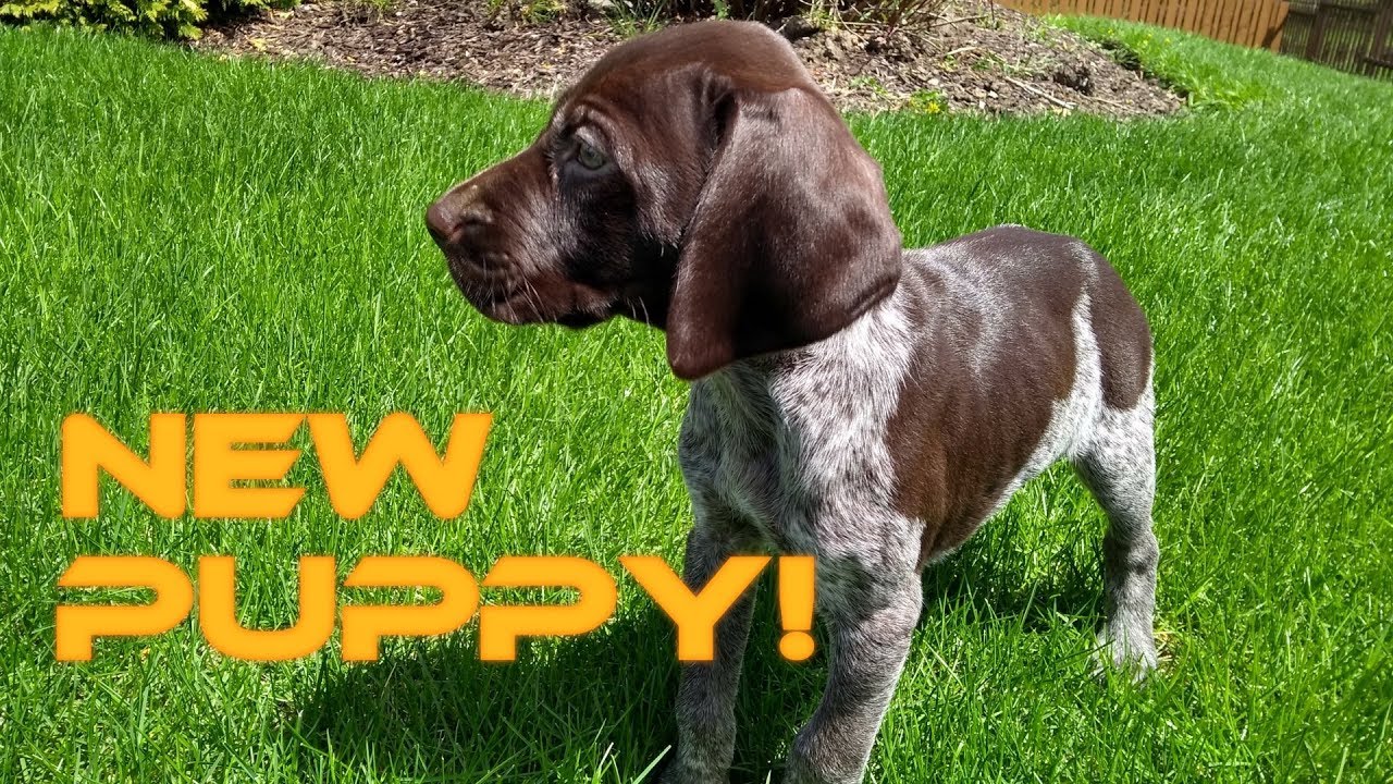New Puppy!  Introducing Sawyer the GSP