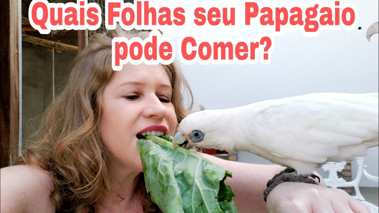 Quais Folhas seu Papagaio Pode Comer?