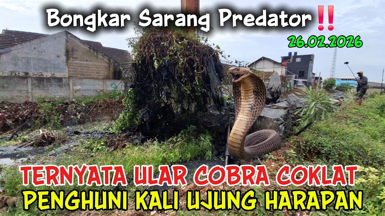 Ngeri Ular Cobra Coklat Keluar Sarang ‼️ Excavator Keruk Semak Belukar Sarabg Predator #dedimulyadi