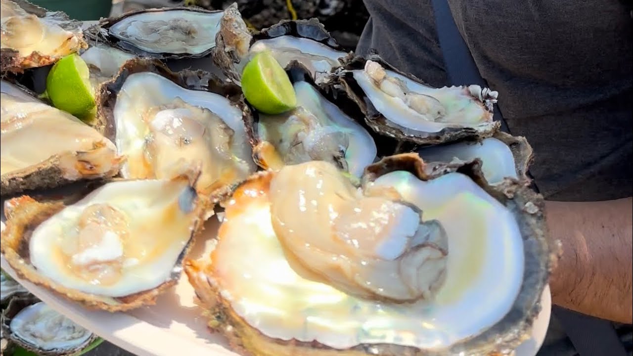 ENCONTRÉ LA CIUDAD DE LOS OSTIONES GIGANTES 🦪
