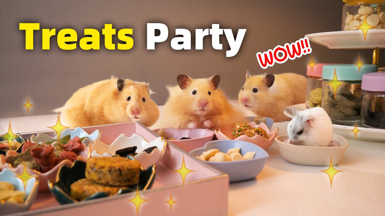 Удивите хомяков мини-буфетом с закусками /Surprising my Hamsters with a Mini Treats Buffet