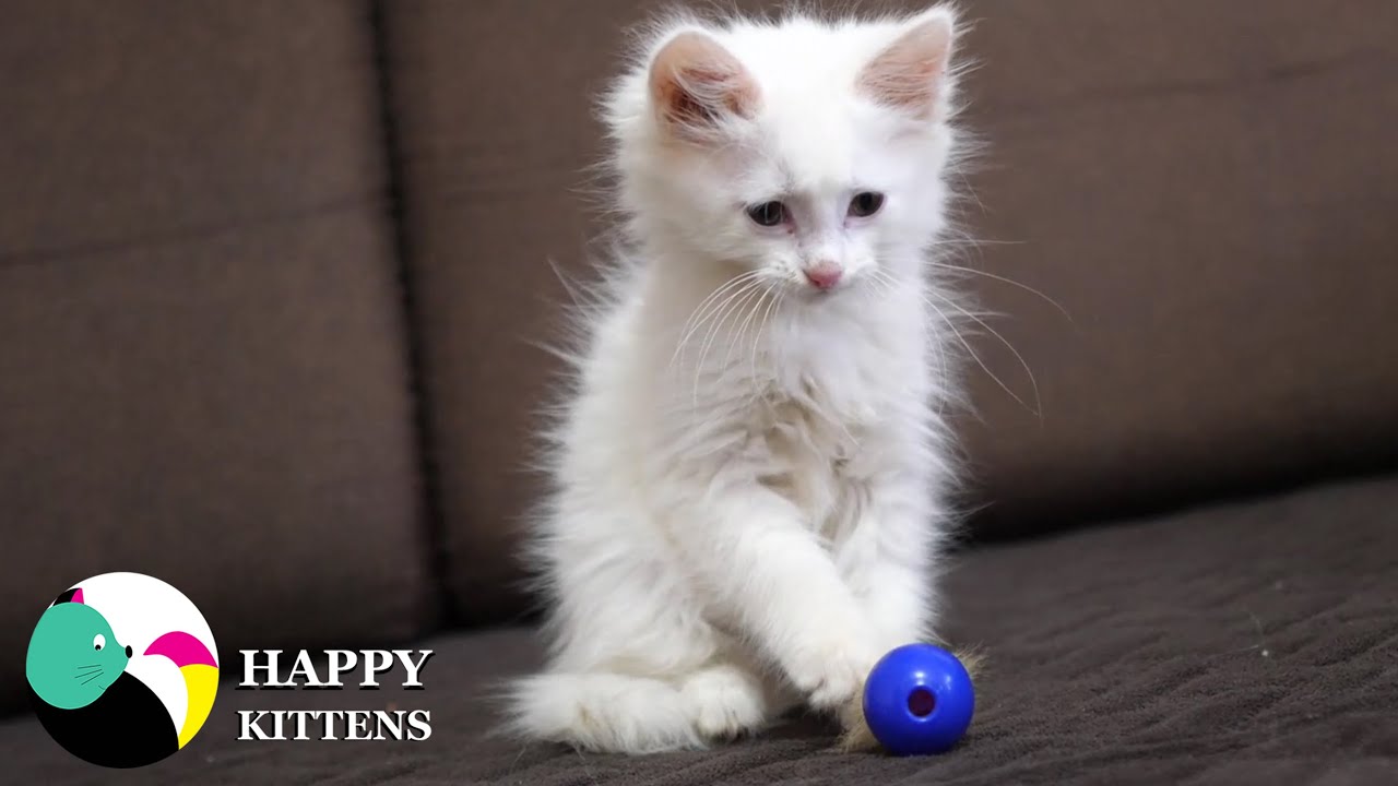 Котенок умывается. Красивый белый котенок.