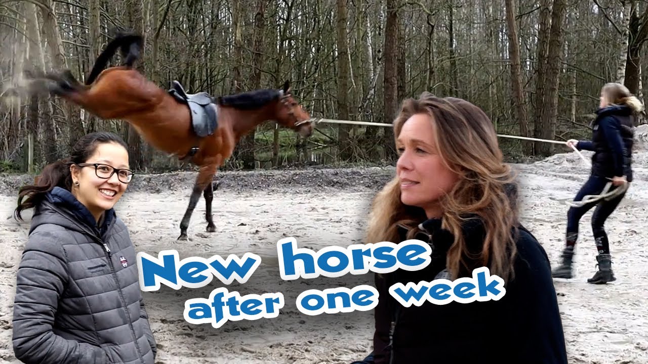 Headshaker horse - Riding has become impossible | Horse training documentary