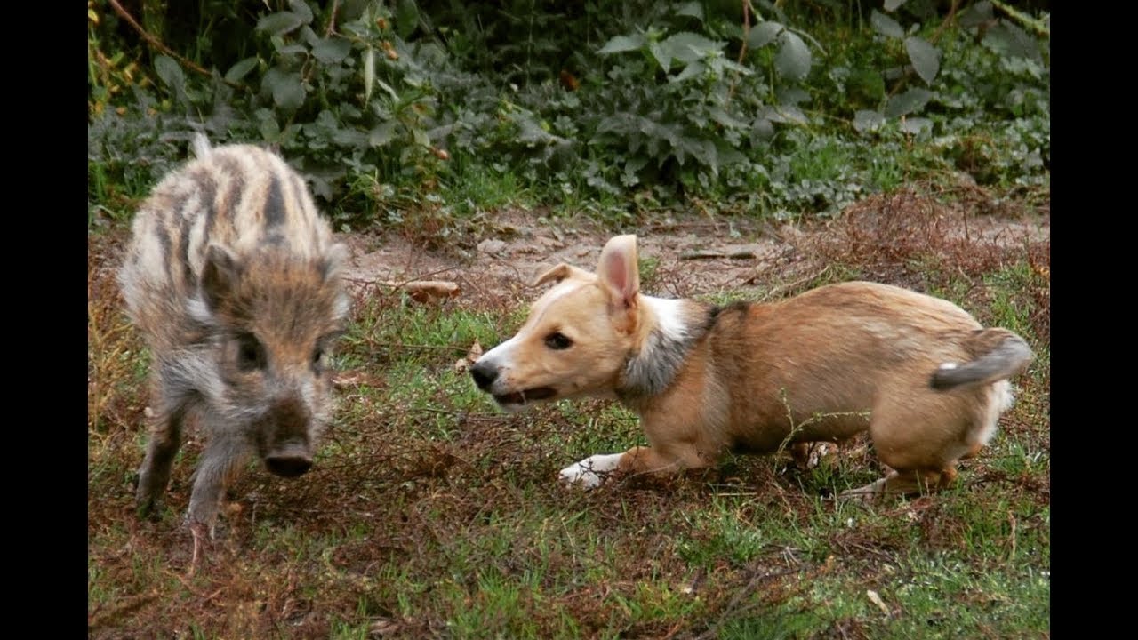 Lustiges, süßes Wildschweinkind - Frischling spielt mit Hund