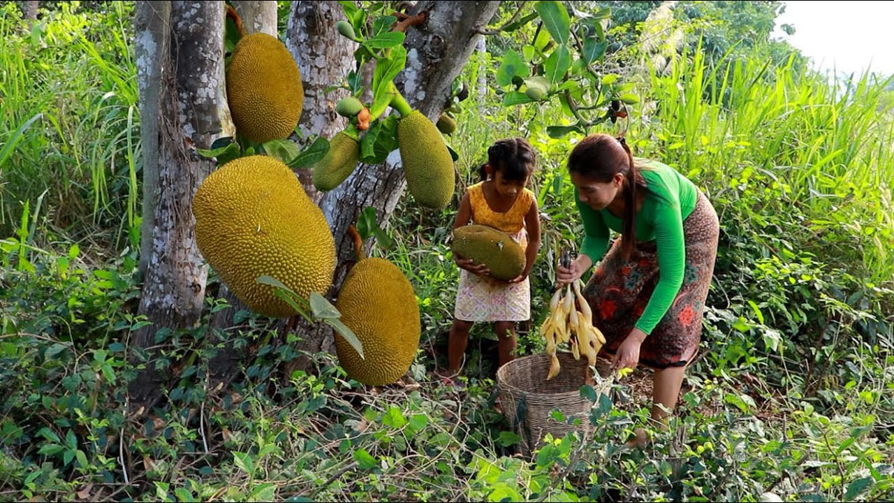 Pick up jackfruit in forest/ Cooking chicken with jackfruit tasty delicious