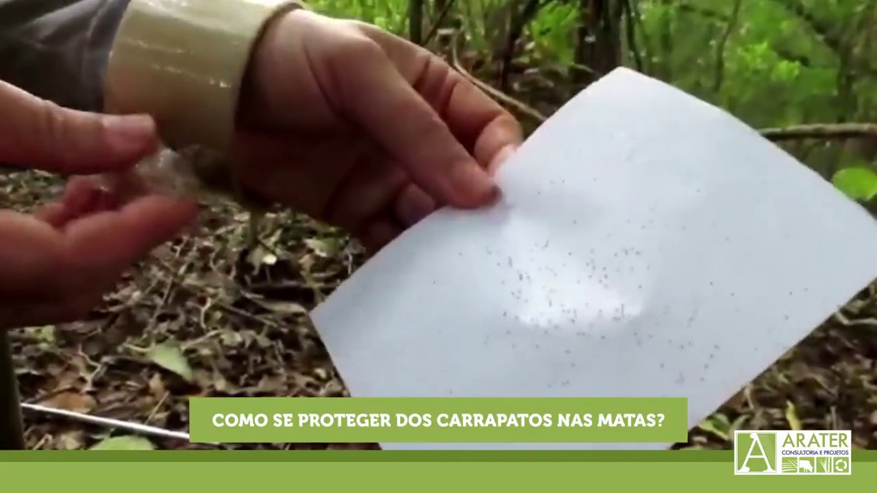 Como se proteger dos carrapatos nas matas.