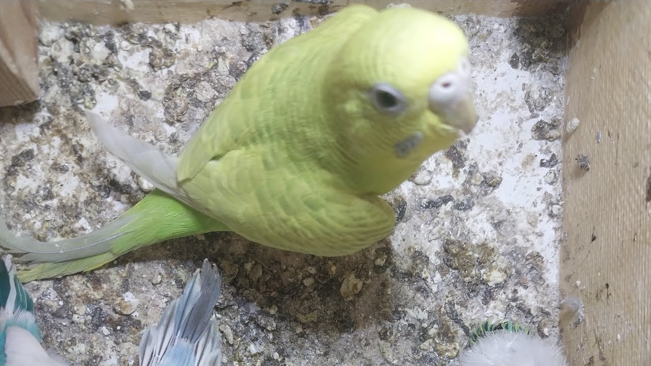 World of Budgie Son Baby 👶 💙 ❤️ 😍 💕 &hearts;️