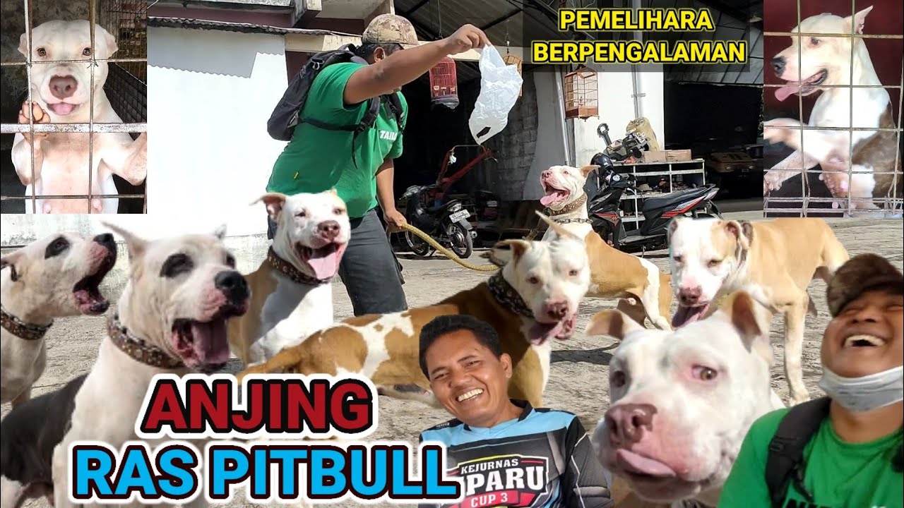GREBEK KANDANG ANJING PITBULL PELIHARAANNYA ARIS DC | KOTA TASIKMALAYA JAWA BARAT | HIPARU |