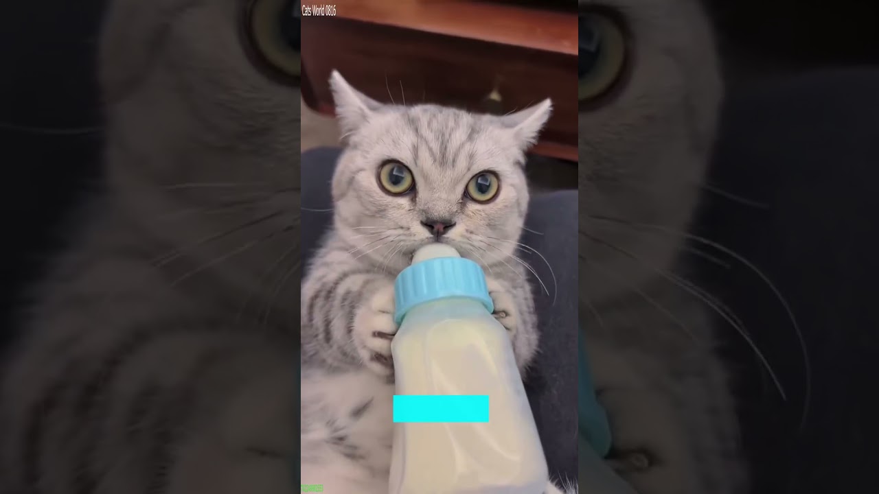 Funniest Cat 🐈‍⬛ Cute Cats Kittens 🐱 # #3939