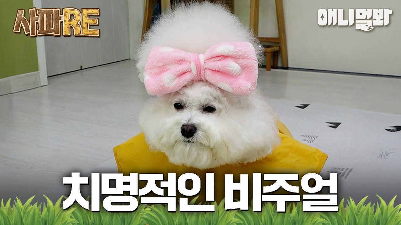 [#사파RE] 치명적인 외모의 소유자🫦… 자꾸만 시선이 간다✨  너무 귀엽잖아!! #TV동물농장 #AnimalFarm #애니멀봐