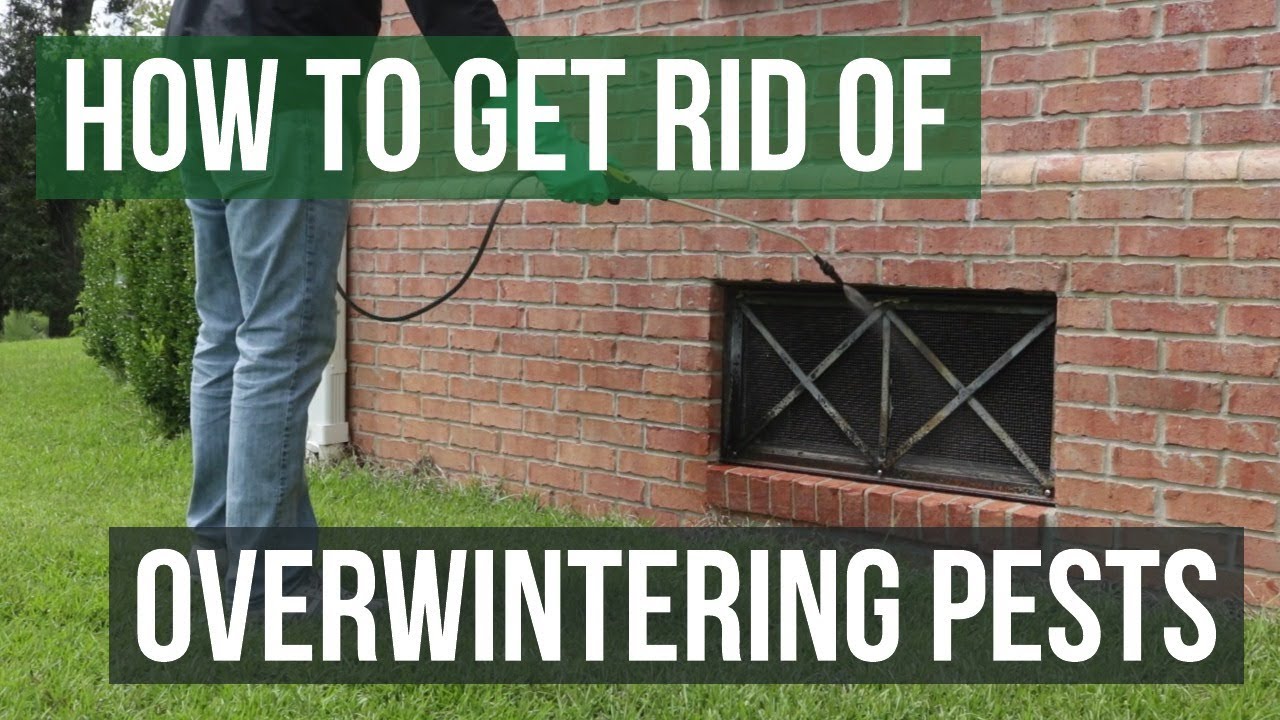 How to Get Rid of Overwintering Pests (4 Simple Steps)