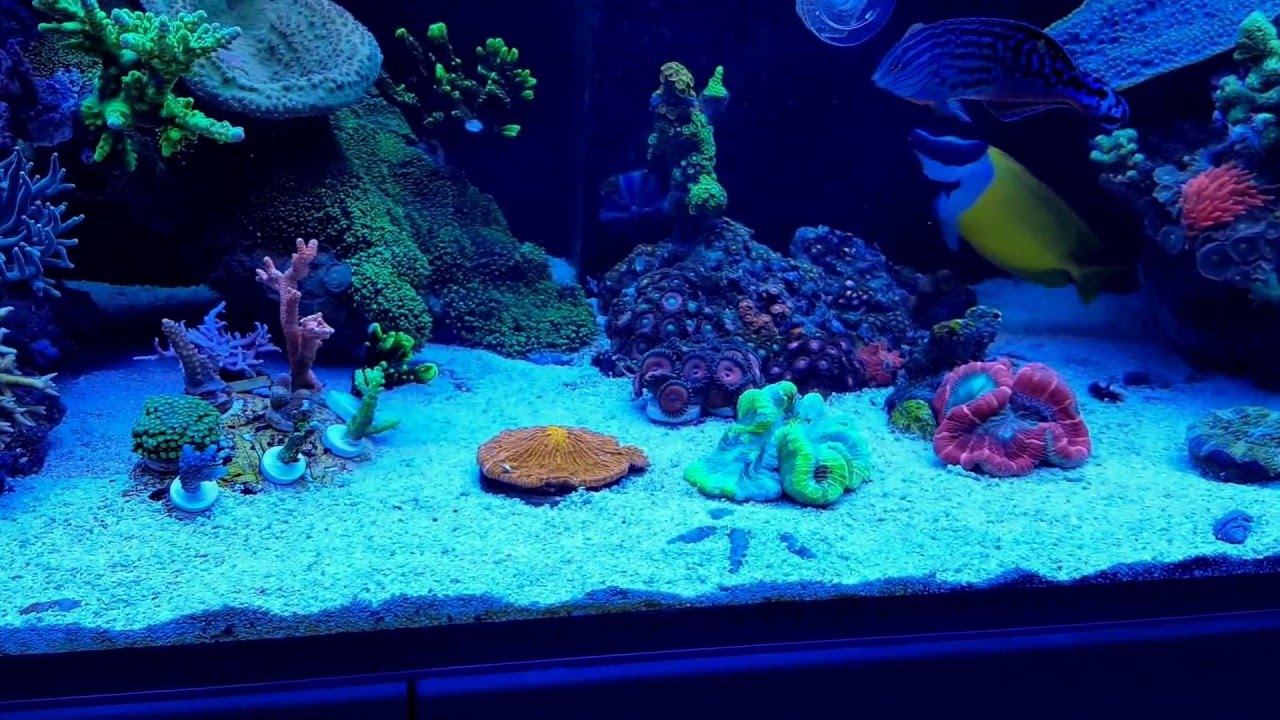 03-2016 | update | Red Sea Reefer 525 XL