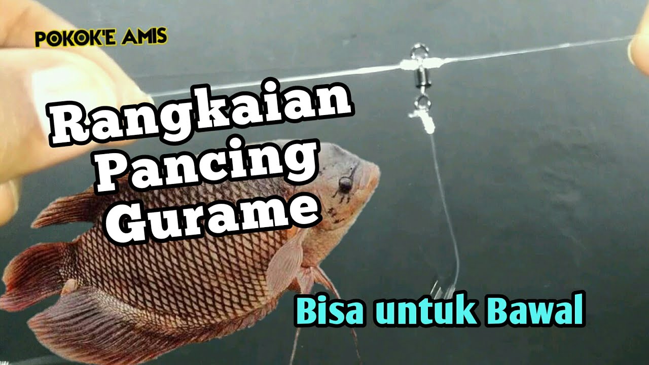 Rangkaian Pancing Gurame Kolam harian