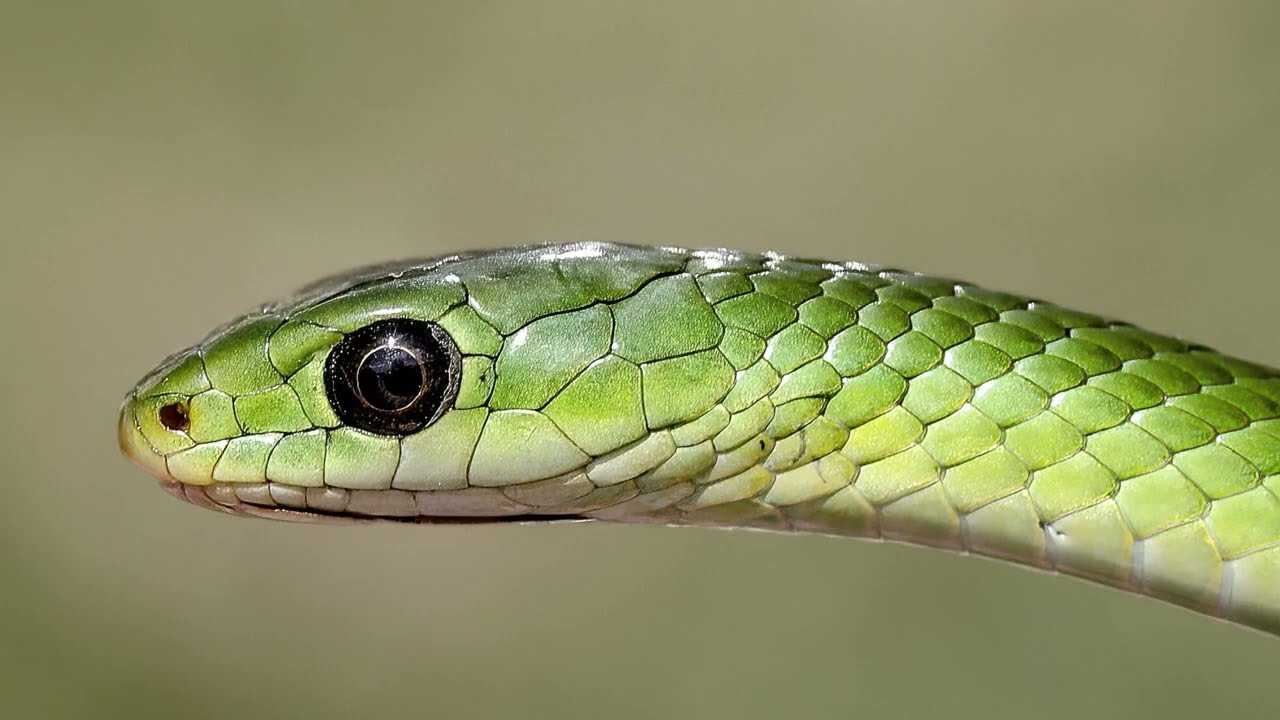Green Snakes