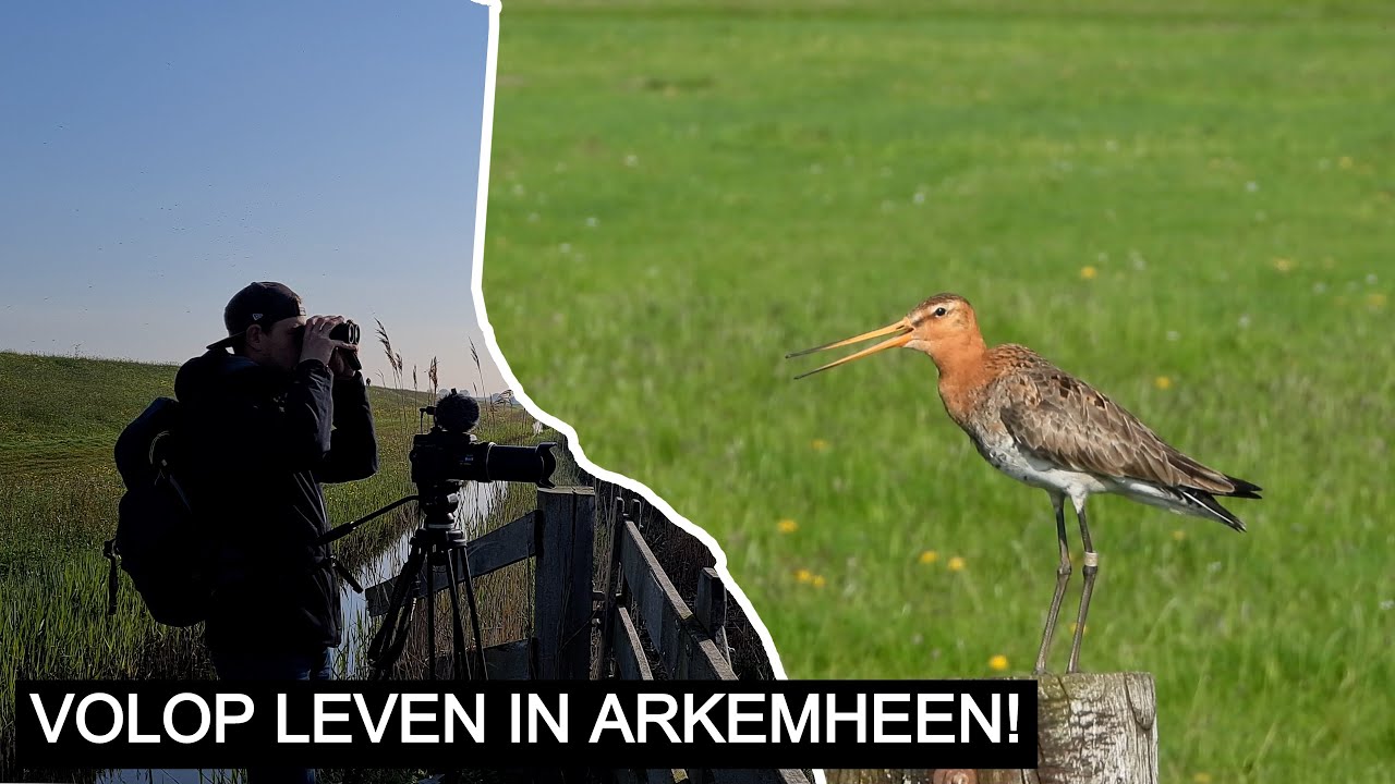 #208 Weide-vogelen in Arkemheen | Nikon P1000 
