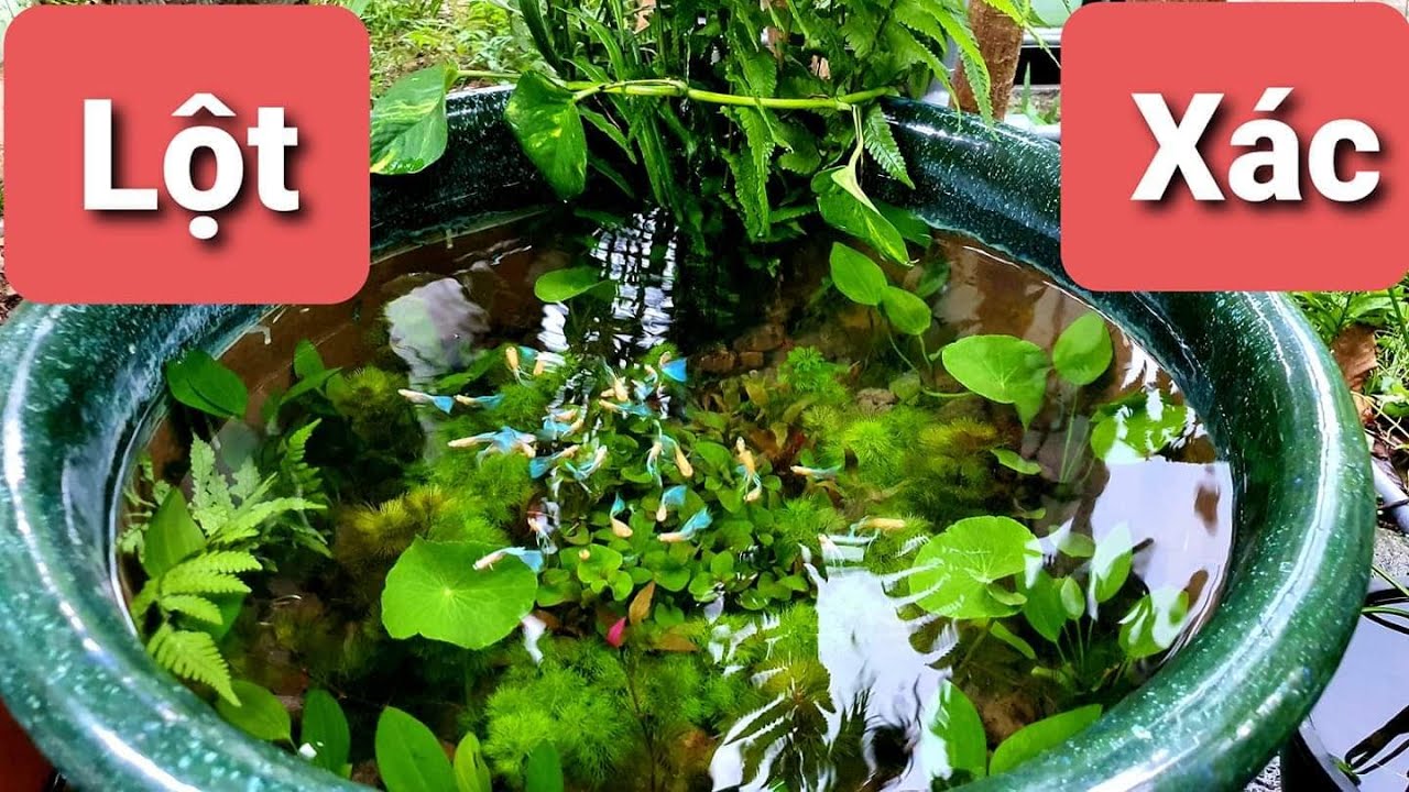 Cái Lu Bể Tái Sinh.