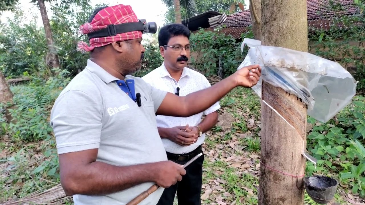 ರಬ್ಬರ್ ಕೃಷಿ | RUBBER AGRICULTURE
