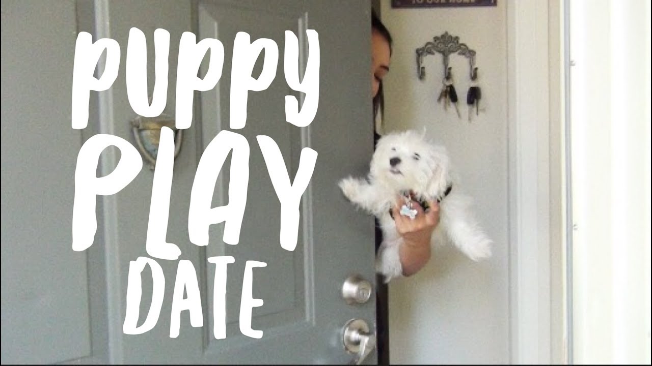 VLOG: PUPPY PLAY DATE FAIL :(