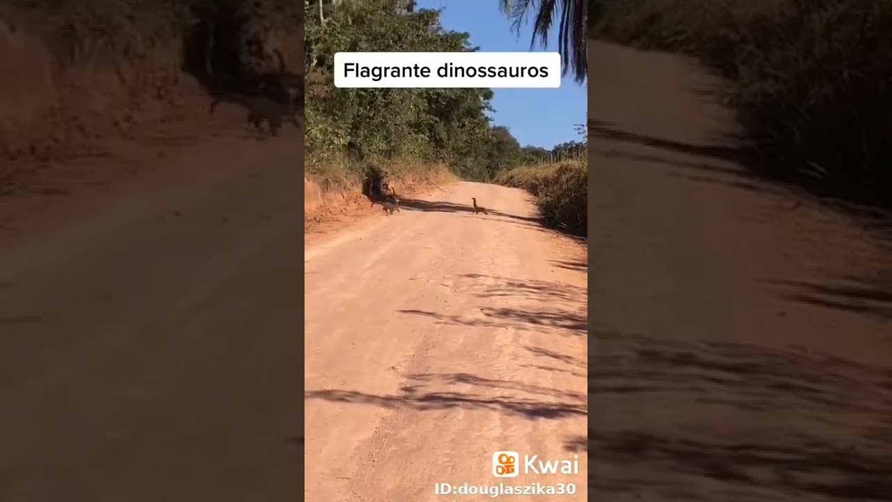 #shorts dinossauro , visto em Minas gerais