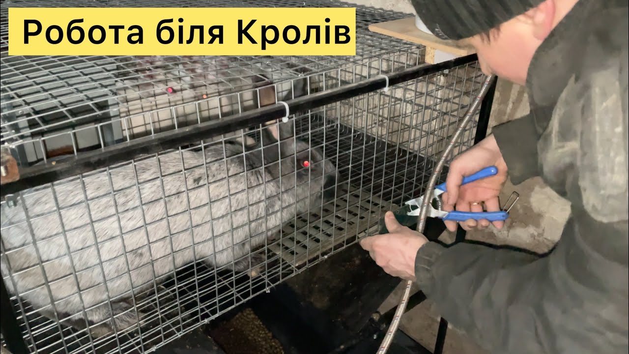 У НАС НЕМАЄ СВІТЛА - АЛЕ Є ДОБРО!? ЗАГОТОВЛЯЄМ КРОЛЯМ КОРМА, ТЕСТУЮ НОЖИЦІ за 39 грн ПО МЕТАЛУ