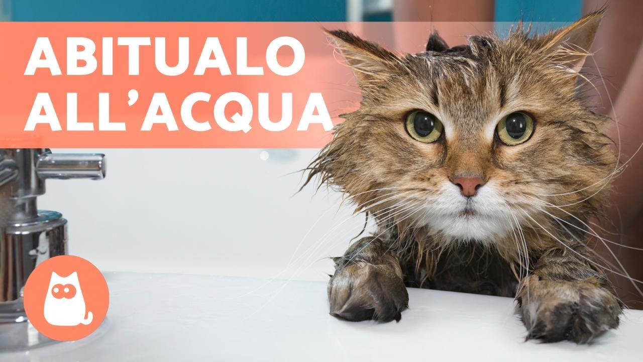 Come ABITUARE un gatto a fare il BAGNO?🐈🛁 (4 Suggerimenti)