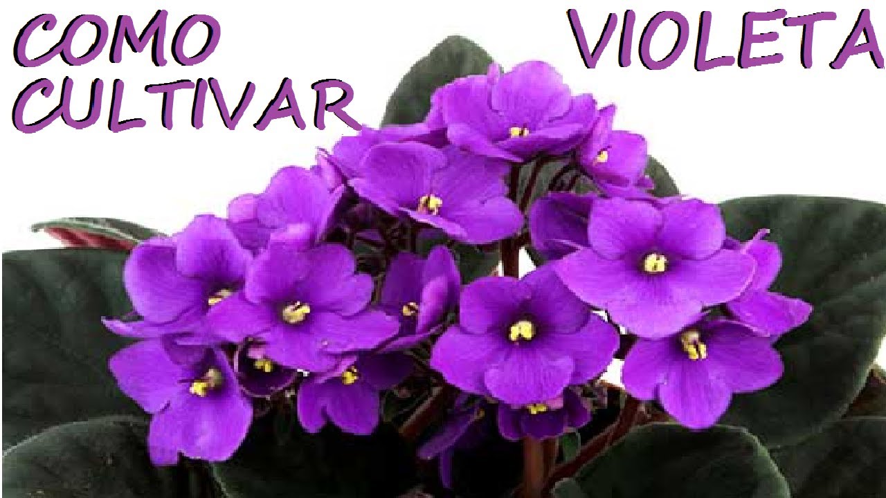 Violetas. Como Cuidar e produzir mudas da forma mais fácil !