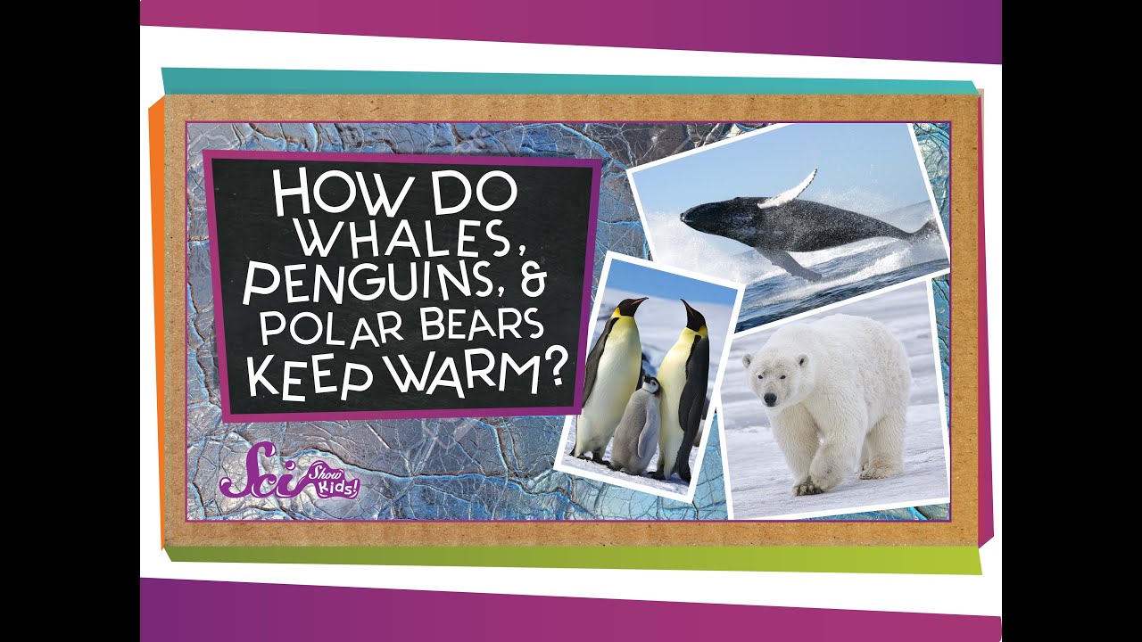 How do Whales, Penguins, and Polar Bears Keep Warm?