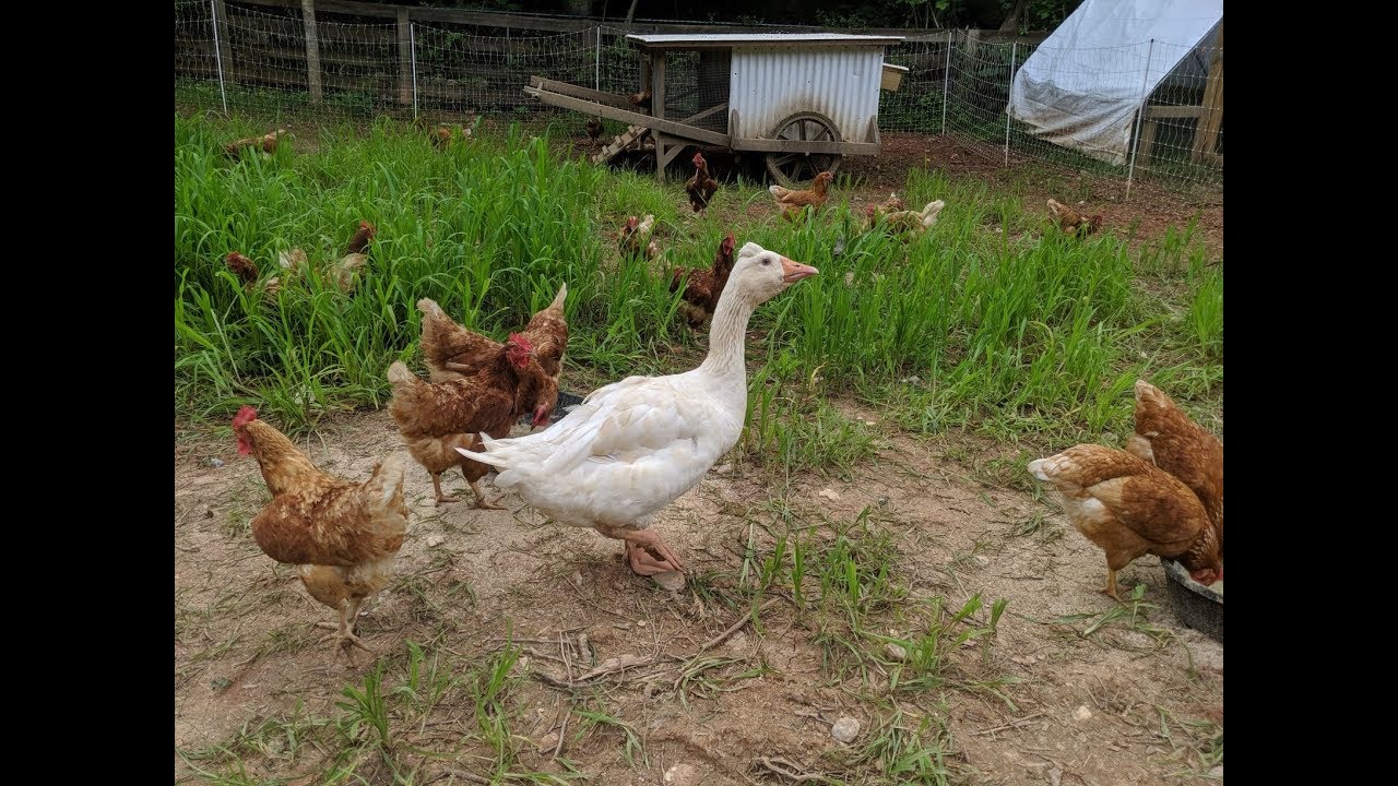 Mobile Chicken Coop & Guard Goose