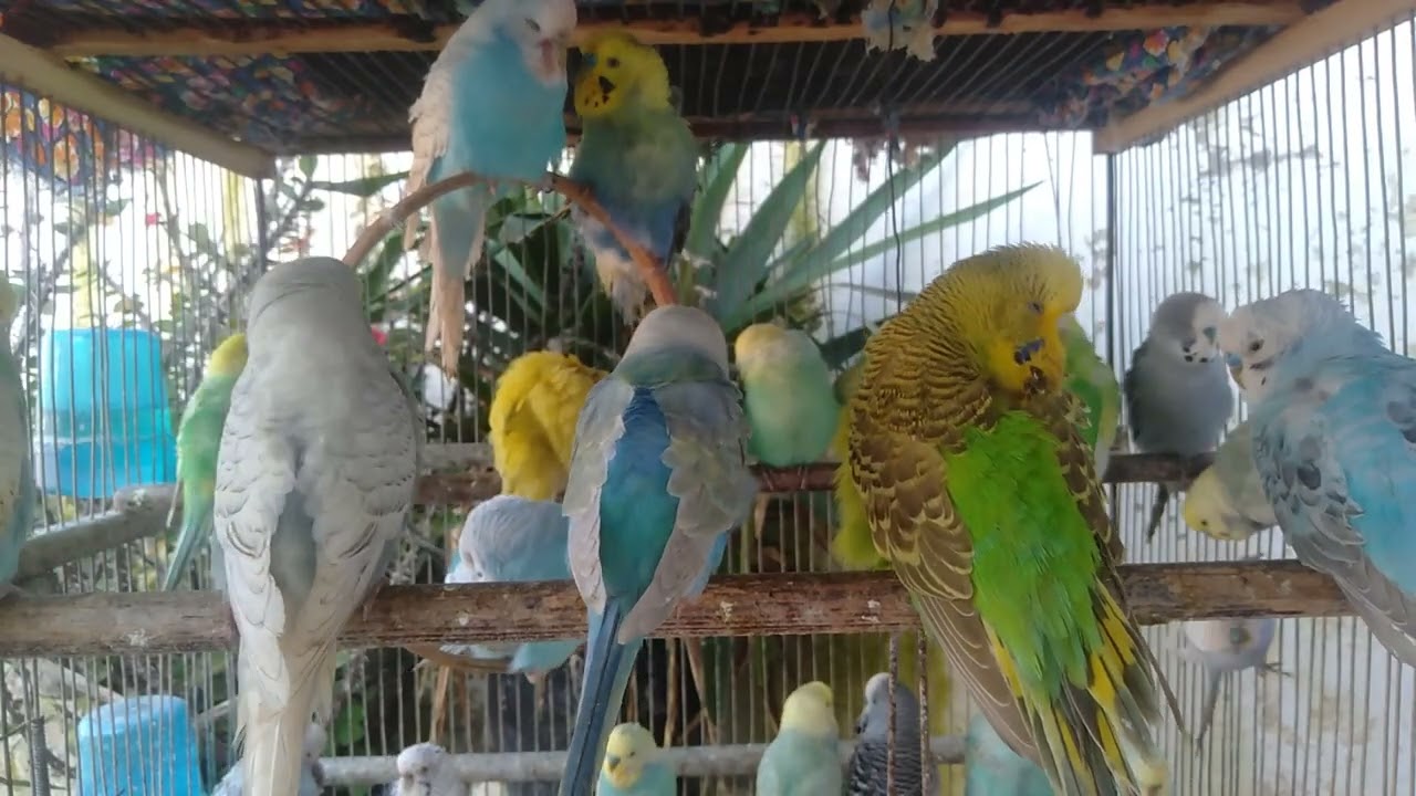 🛍️いつもの朝なのにインコの様子が違った理由をたどる話🐦🌞 #インコ観察 #日常 #小鳥生活 #安心