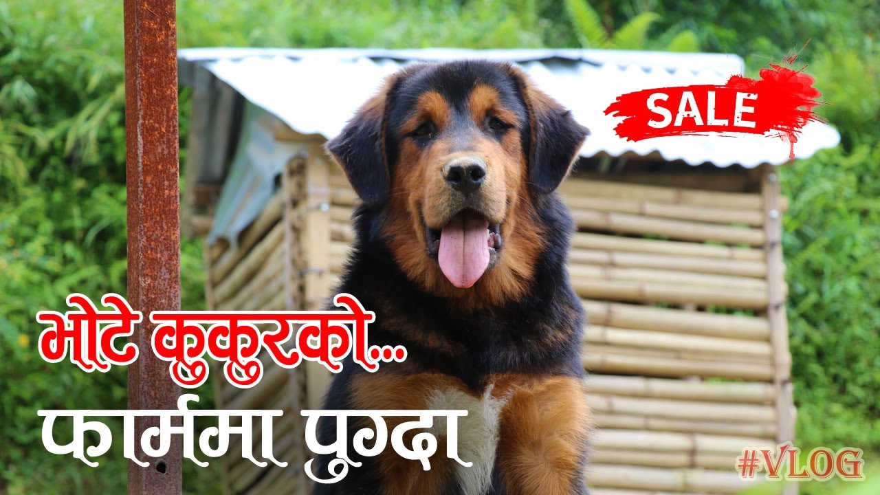 Bhote Kukur को फार्ममा पुग्दा... VLOG │Nepal Chitra